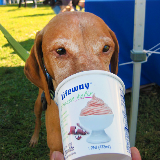 This is Your Puppy…on Probiotics - Lifeway Kefir
