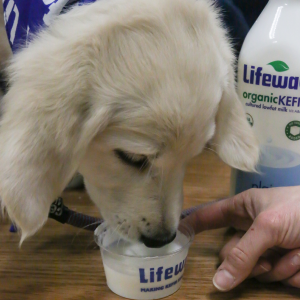 Lifeway Kefir Luna