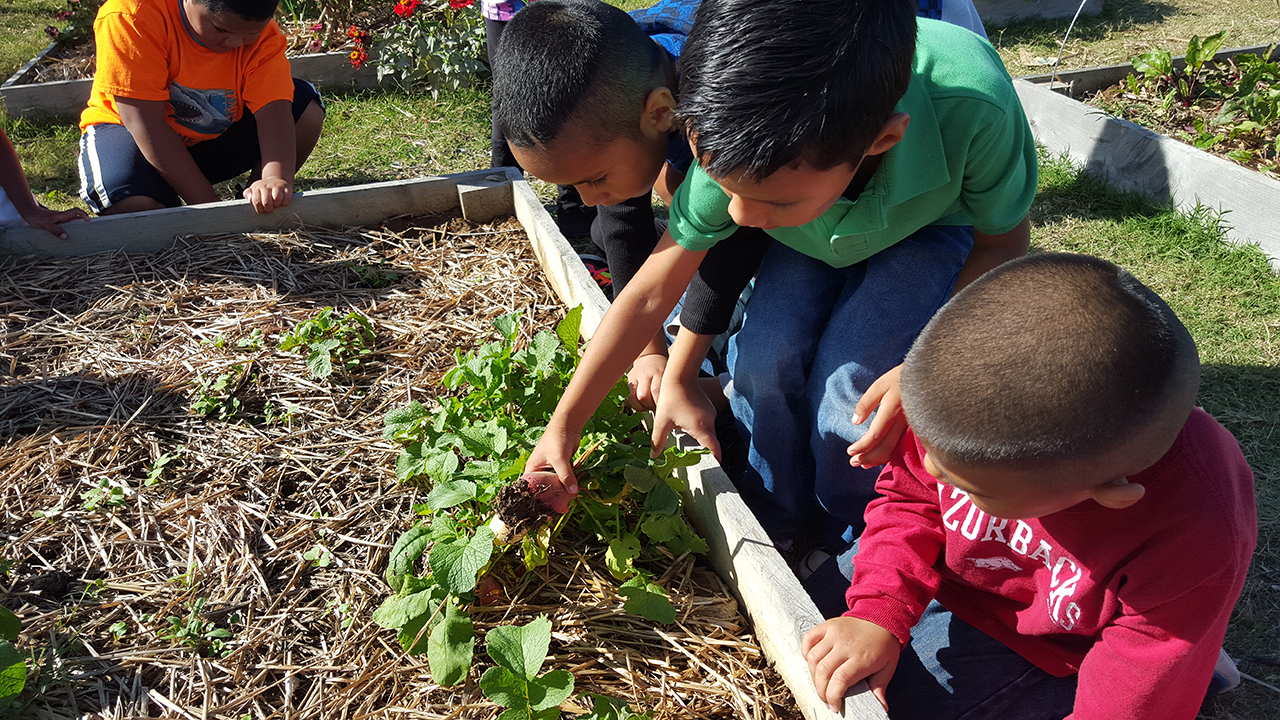 How Does Your School Garden Grow?